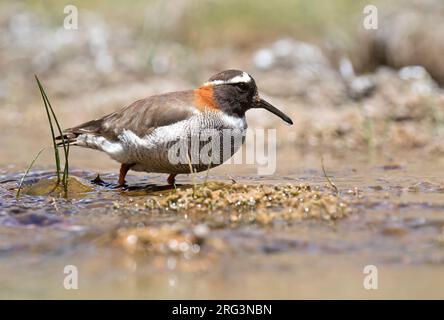 Diademin Sandpiper-Plover, Phegornis Mitchellii, in Chile. In seinem Lebensraum bevorzugt es mossige Tundra, hoch gelegenes Grasland, Moore und Sümpfe. Stockfoto