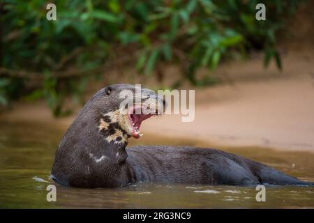 Ein riesiger Flussotter, Pteronura brasiliensis, der im Fluss Cuiaba steht. Mato Grosso Do Sul, Brasilien. Stockfoto