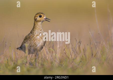 Golden Plover (Pluvialis apricaria) ruft Stockfoto