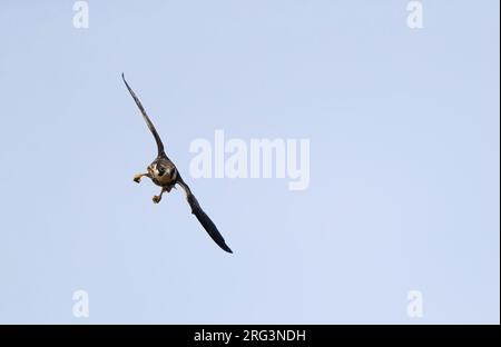 Eurasian Hobby, Falco subbuteo, Jugendlicher in Vestamager, Dänemark Stockfoto