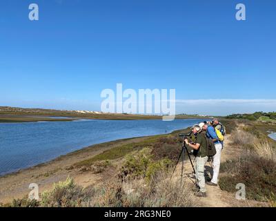 Salpinen und Küste Portugals. Vogelbeobachter in Rio Formosa. Stockfoto