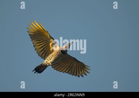 Weiblicher Nordflicker mit gelbem Schacht (Colaptes auratus luteus) im Flug gegen den blauen Himmel Stockfoto