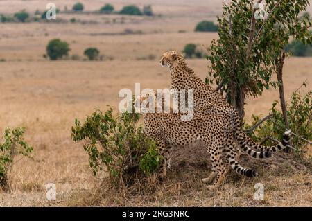 Drei Gepard-Brüder, Acinonyx jubatus, vermessen die Savanne. Masai Mara National Reserve, Kenia. Stockfoto