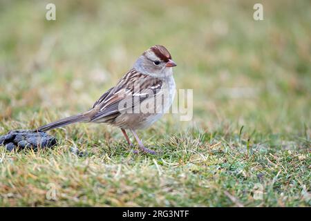 Der erste Winter Weißkronenschweinling (Zonotrichia leucophrys) in Schottland. Stockfoto