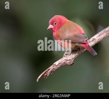 Männlicher Rotschnabelfink (Lagonosticta senegala) in Gambia. Stockfoto