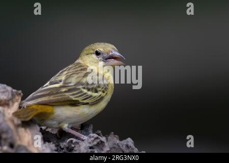 Weibliche Dorfweberin (Typ) (Ploceus cucullatus) in Gambia. Stockfoto