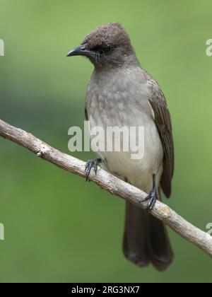 Gemeiner Bulbul, Pycnonotus barbatus, hoch oben in Gambia. Stockfoto