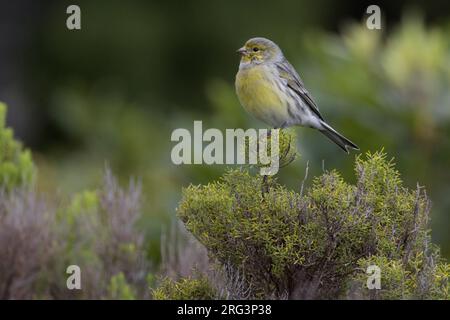 Atlantik Kanarische Männchen auf dem Zweig thront; Kanarie Mann zittend op Tak Stockfoto