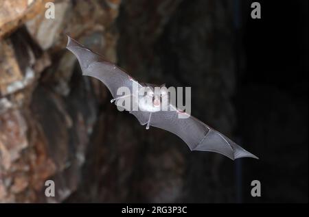 Kleiner Hufeisenschläger (Rhinolophus hipposideros) nahm die 05/10/2022 in La Londe les Maures - Frankreich Stockfoto