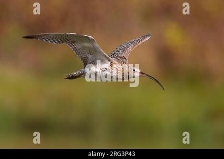 Wulp in de Vlucht; Eurasian Curlew im Flug Stockfoto