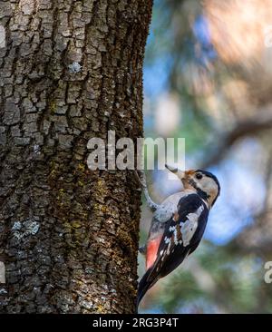 Der syrische Woodpecker (Dendrocopos syriacus) im Herbstwald bei Veliko Tarnovo in Bulgarien. Stockfoto