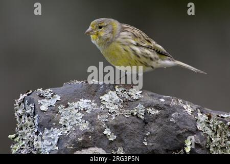 Atlantik Kanarische Männchen auf dem Felsen; Kanarie Mann zittend op Rots Stockfoto