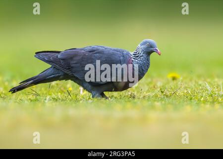 Trocaz Pigeon (Columba trocaz) in der Gras thront Stockfoto