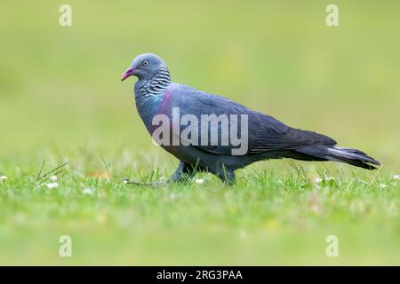 Trocaz Pigeon (Columba trocaz) in der Gras thront Stockfoto