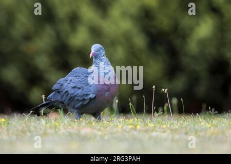 Trocaz Pigeon (Columba trocaz) in der Gras thront Stockfoto