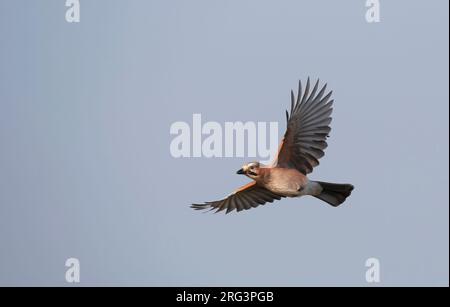 Eurasian Jay, Garrulus glandarius, in Nivå, Dänemark Stockfoto