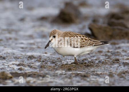 Foeragerende Grijze strandloper, Nahrungssuche Semipalmated Sandpiper Stockfoto