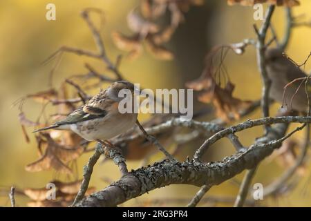 Brambling (Fringilla montifringilla), weiblich bei nicht zur Zucht gehörenden Gefiebern mit herbstfarbenem Hintergrund, Finnland Stockfoto