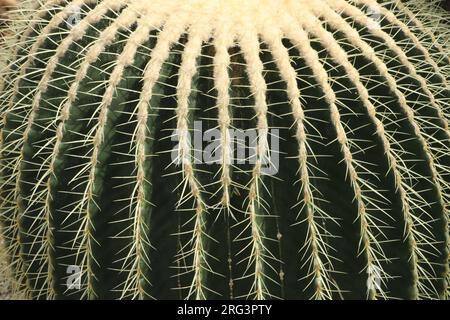 goldener Fasskaktus mit gelben Spikes, Nahaufnahme der Seite Stockfoto