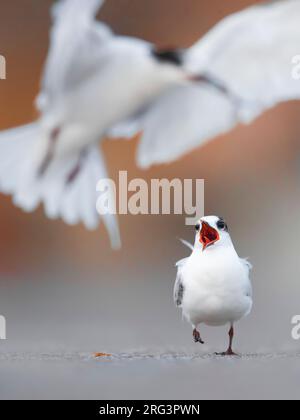 Gemeine Tern (Sterna hirundo). Junger Vogel bettelt um Nahrung. Stockfoto