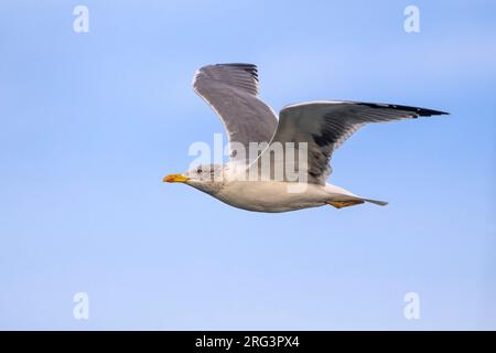 Azoren Gelbeinige Möwe (Larus michahellis atlantis) am Strand gelegen Stockfoto