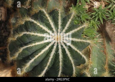 Notocactus prachus, grüner Kaktus mit gelben Wirbelsäulen, Draufsicht Stockfoto