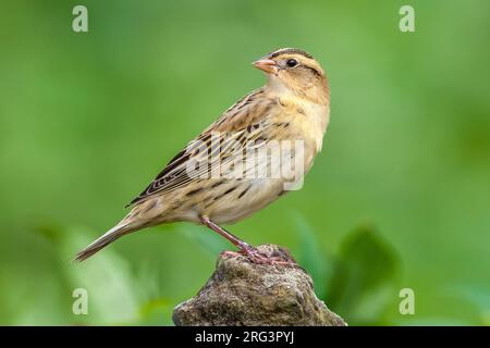 Bobolink (Dolichonyx oryzivorus) hoch oben auf einer Mauer in kapverdischen Bauernhöfen in der Nähe von Vila do Corvo, Corvo, Azoren, Portugal. Stockfoto