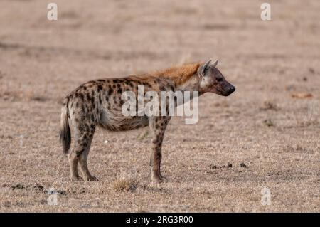 Porträt einer gepunkteten Hyäne, Crocuta crocuta, mit Blut im Gesicht nach dem Essen. Masai Mara National Reserve, Kenia. Stockfoto