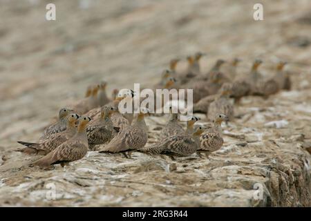 Kroonzandhoen aan de Grond; gekrönt Sandgrouse auf dem Boden Stockfoto