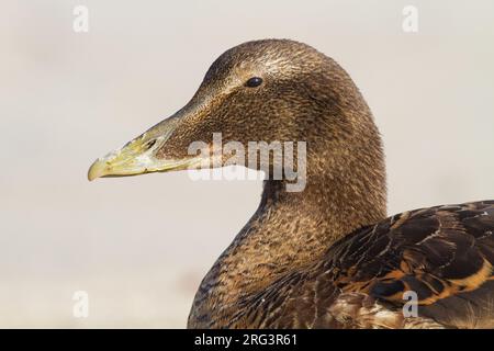 Eider, gemeinsame Eider, Somateria mollissima Stockfoto