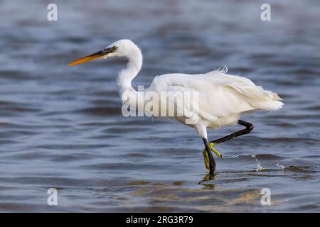 Wadende witte vorm Westelijke Rifreiger; Waten White Morph von Western Reef heron Stockfoto