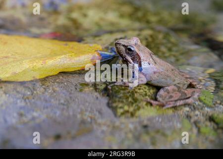 Italienischer Bachfrosch (Rana italica), Seitenansicht eines Erwachsenen im Wasser, Kampanien, Italien Stockfoto