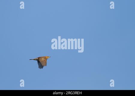 Redwing - Rotdrossel Turdus iliacus - ssp. Iliacus, Deutschland, Erwachsene Stockfoto