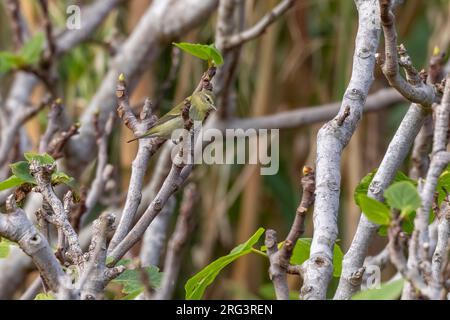 Erster Winter Tennessee Warbler (Leiothlypis peregrina) alias (Oreothlypis peregrina oder Vermivora peregrina) auf einer Pflanze in Middle Fields, Corvo, Stockfoto