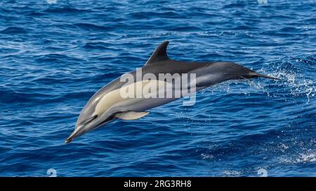 Kurzschnabeldelfin (Delphinus delphis), der auf dem Meer vor Corvo, Azoren, Portugal, springt. Stockfoto