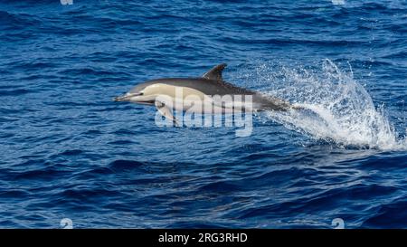 Kurzschnabeldelfin (Delphinus delphis), der auf dem Meer vor Corvo, Azoren, Portugal, springt. Stockfoto