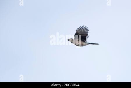 Blue Jay (Cyanocitta cristata) im Flug schwebt unter der Flugseite über Migration in Cape May, New Jersey, USA Stockfoto