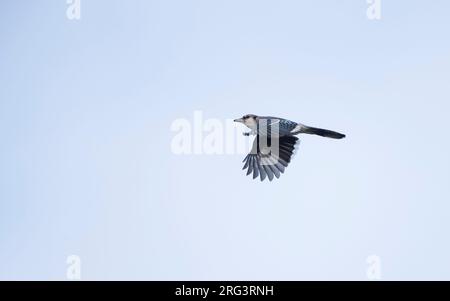 Blue Jay (Cyanocitta cristata) im Flug, mit Blick auf die Migration in Cape May, New Jersey, USA Stockfoto