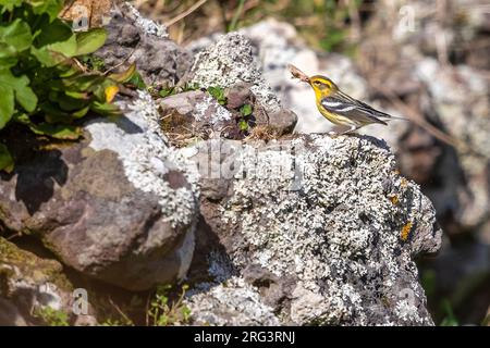 Der erste wintermännliche Blackburnian Warbler (Setophaga fusca) im Tennessee Valley in Corvo, Azoren, Portugal. Stockfoto