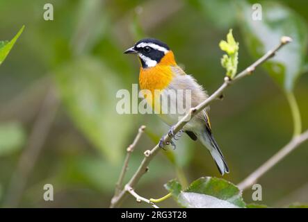 Nahaufnahme eines männlichen Tanagers mit Streifenkopf, auch bekannt als Western Spindalis, vor einem klaren grünen Hintergrund. Stockfoto