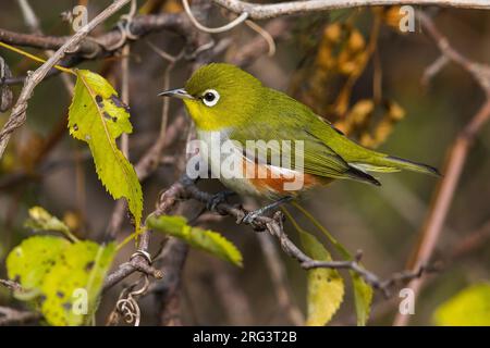 Roodflankbrilvogel; Kastanien umgebenen weißen Auge Stockfoto