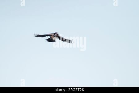 Blue Jay (Cyanocitta cristata) im Flug schwebt unter der Flugseite über Migration in Cape May, New Jersey, USA Stockfoto