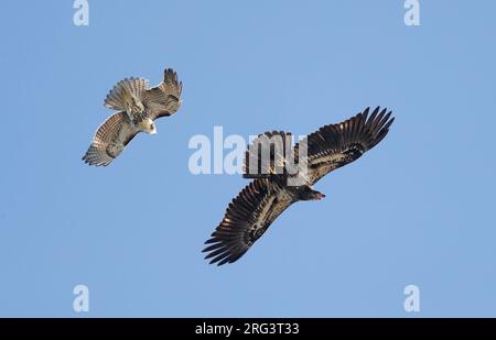 Weißkopfseeadler, Haliaeetus leucocephalus, Jugendliche, die von Rotschwanzfalken in Cape May, New Jersey, USA angegriffen werden Stockfoto