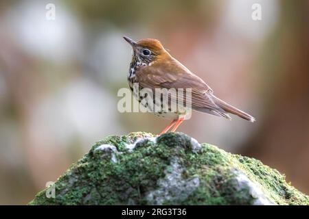 Waldrossel (Hylocichla mustelina) auf der Insel Corvo auf den Azoren. Auf einem moosbedeckten Felsen thront. Stockfoto