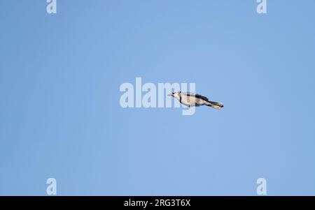 Blue Jay (Cyanocitta cristata) im Flug schwebt unter der Flugseite über Migration in Cape May, New Jersey, USA Stockfoto