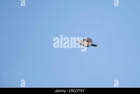 Blue Jay (Cyanocitta cristata) im Flug schwebt unter der Flugseite über Migration in Cape May, New Jersey, USA Stockfoto