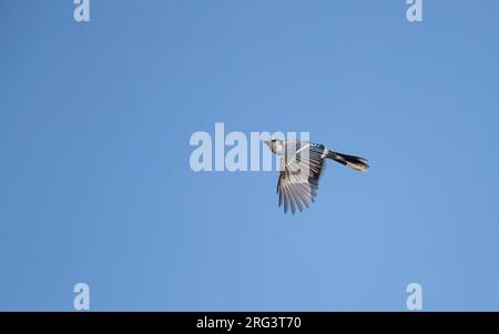 Blue Jay (Cyanocitta cristata) im Flug, mit Blick auf die Migration in Cape May, New Jersey, USA Stockfoto