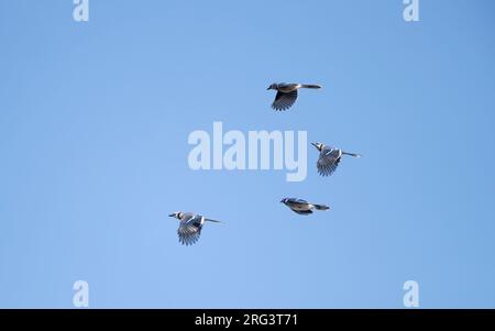 Blue Jay (Cyanocitta cristata) fliegt in Cape May, New Jersey, USA auf Wanderung Stockfoto