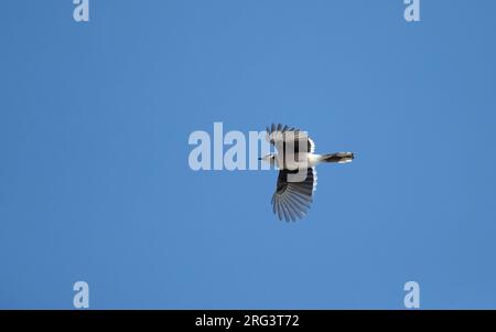 Blue Jay (Cyanocitta cristata) im Flug schwebt unter der Flugseite über Migration in Cape May, New Jersey, USA Stockfoto