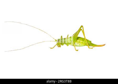 Weibliche Buschkricket aus Südeiche, Vrouwtje Zuidelijke boomsprinkhaan Stockfoto